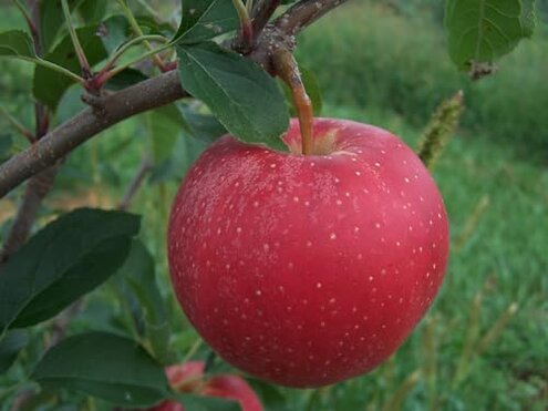 Kauffman Orchards Apples Arrive Bruised? Review