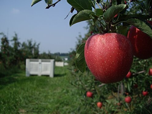 Kauffman Orchards Fresh-Picked Ginger Gold Apples (Box of 8)