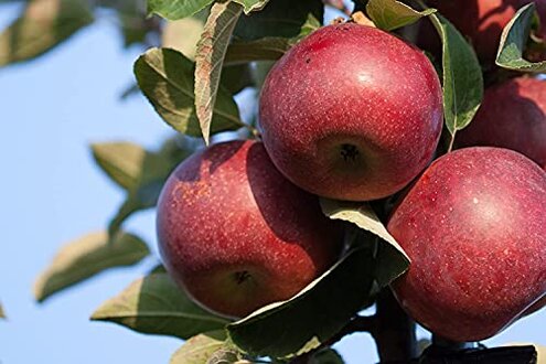 Kauffman Orchards Fresh Mcintosh Apples, Hand-Picked New-Crop Wax-Free Heirloom Macintosh Apples (Box of 48)