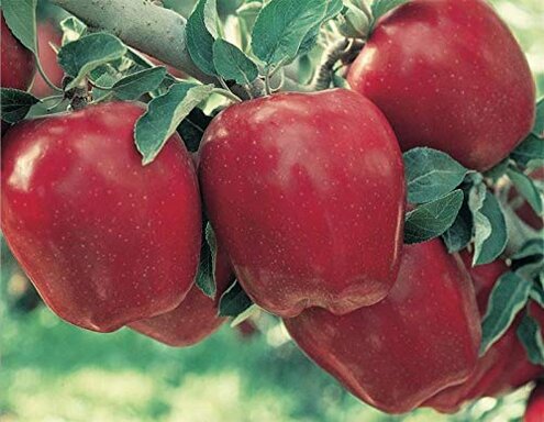 Organic Red Delicious Apples Box of 24 Each