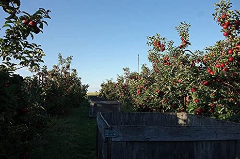 Kauffman Orchards Fresh-Picked Pink Lady Apples (Box of 8)