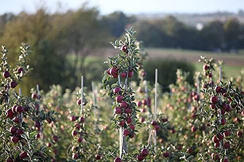 Kauffman Orchards Fresh-Picked Pink Lady Apples (Box of 8)
