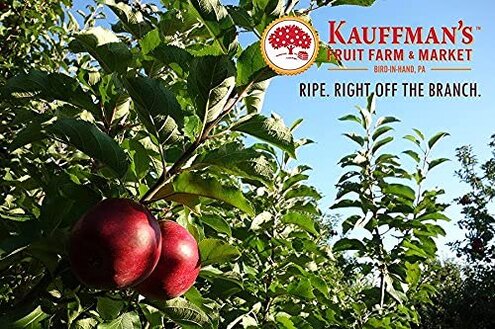 Kauffman Orchards Fresh-Picked Pink Lady Apples (Box of 8)