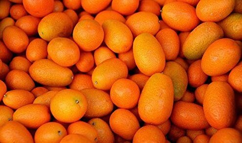 Kejora Fresh Kumquats 2 LB