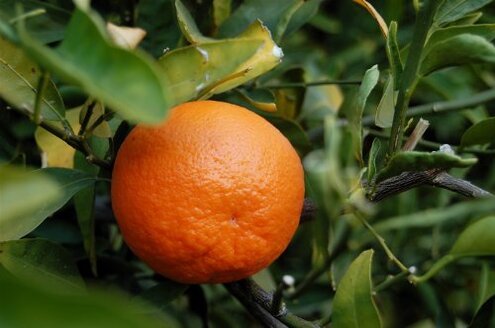 Fresh Produce Tangerines Arrive Bad: Risk Review