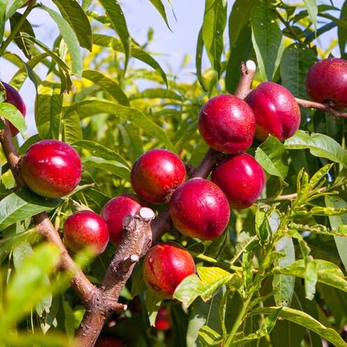 Mericrest Nectarine Shipping Damage and Survival Issues