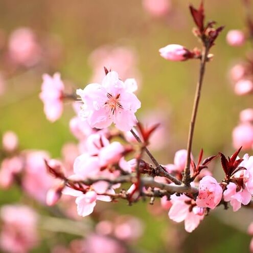 Mericrest Nectarine, Cold-Hardy, Sweet, and Juicy Red-Skinned Nectarine, 5 gal. Nursery Pot, 2-3 ft Tree Height (Due to Agricultural Laws, we Cannot Ship to CA, AZ, AK, or HI)