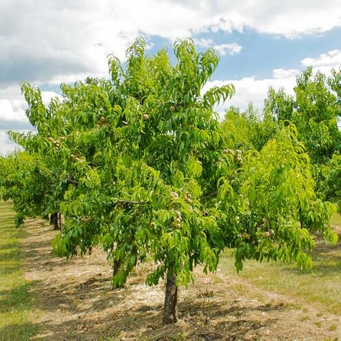Mericrest Nectarine, Cold-Hardy, Sweet, and Juicy Red-Skinned Nectarine, 5 gal. Nursery Pot, 2-3 ft Tree Height (Due to Agricultural Laws, we Cannot Ship to CA, AZ, AK, or HI)