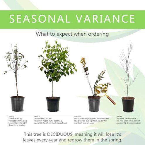 Mericrest Nectarine, Cold-Hardy, Sweet, and Juicy Red-Skinned Nectarine, 5 gal. Nursery Pot, 2-3 ft Tree Height (Due to Agricultural Laws, we Cannot Ship to CA, AZ, AK, or HI)