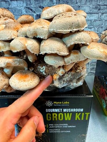Booming Acres | The Magical 5lb All-in-One Mushroom Grow Bag | Mushroom Grow Kit | Harvest Your own Happiness | Discover The Magic of Growing Mushrooms - 5lb Grow Bag Mushroom Starter Kit