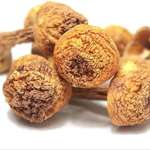Agaricus Blazei Mushrooms — Stale, Costly Issues Review