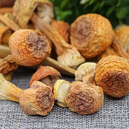 Brazil Mushroom;Ji Song Rong;Agaricus Blazei;Garicus Blazei Murill;Blazei Brazilian Cap Mushroom Ji Song Rong;Dried Agaricus Blazei/Tricholoma Matsutake,Himematsutake (500 g(1.10 Pound))