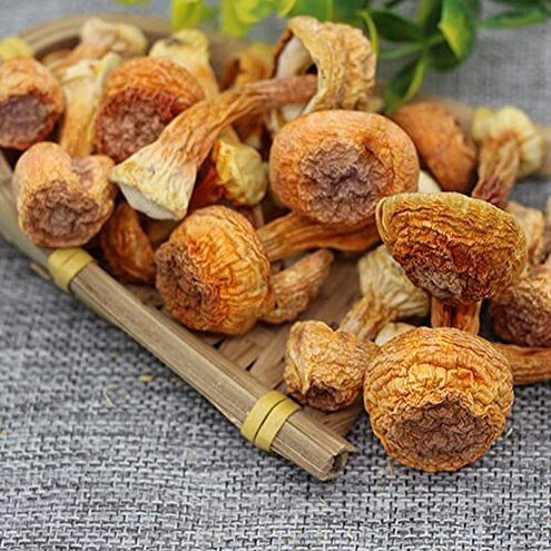 Brazil Mushroom;Ji Song Rong;Agaricus Blazei;Garicus Blazei Murill;Blazei Brazilian Cap Mushroom Ji Song Rong;Dried Agaricus Blazei/Tricholoma Matsutake,Himematsutake (500 g(1.10 Pound))