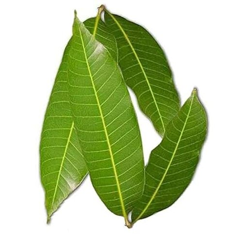 Generic Pub Pooja Mango Leaves