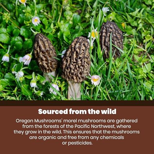 Crater Lake Specialty Foods Dried Morel Mushrooms &ndash; Premium Wild-Crafted, Gourmet Mushrooms, Available in (1 , 2 , 4 , 8)oz, and 1 lb Packs &ndash; Ideal for Soups, Stews, Sauces, Risottos, and More. (1Lb)
