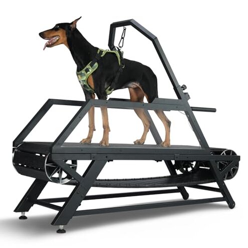CATWEST.art Treadmill Assembly & Durability Issues Review