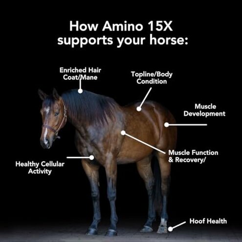 MVP Amino 15X (1.5lb) Supports Healthy Muscle Function, Development and Recovery in Horses.